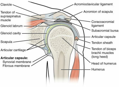 Shoulder diagram showing my injuries